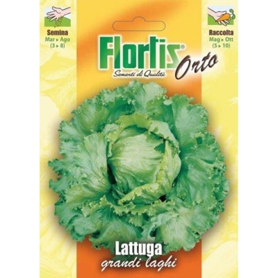 Lattuga Grandi Laghi - ORVITAL SPA - SEMI