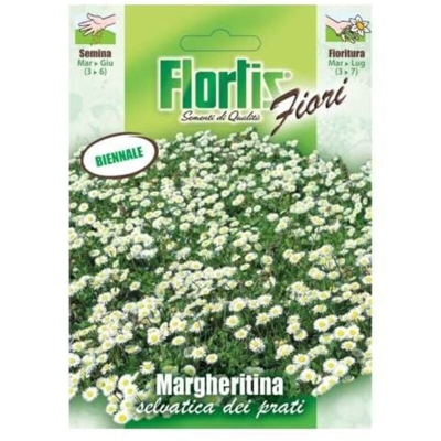 Margheritina Nana Bianca - ORVITAL SPA - SEMI