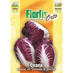 Cicoria Rossa Di Verona - ORVITAL SPA - SEMI características