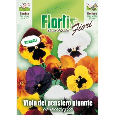Viola Del Pensiero - ORVITAL SPA - SEMI
