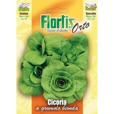 Cicoria A Grumolo Bionda - ORVITAL SPA - SEMI