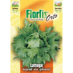 Lattuga Regina Dei Ghiacci - ORVITAL SPA - SEMI características