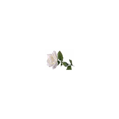 Rosa singola - 50 cm - Bianca - BLUMISSIMA