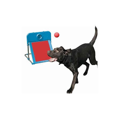 Dog Agility Flyball - Rosewood