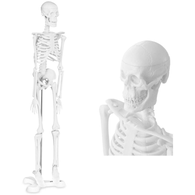 Modello Anatomico Mini Scheletro Umano Decorazione In Scala 1:4 Plastica 45 Cm - PHYSA