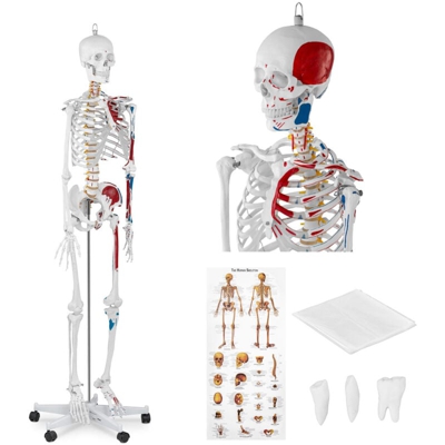 Modello Scheletro Umano Grandezza Naturale 180Cm Scala 1:1 Plastica Acciaio Inox - PHYSA