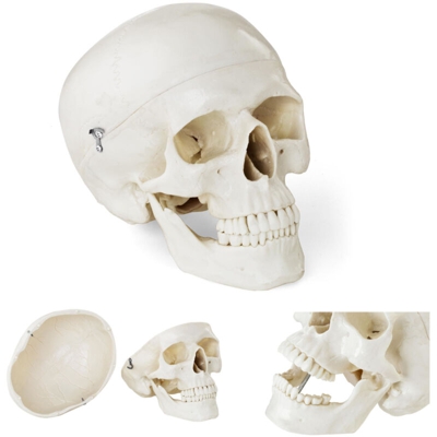 Modello Anatomico Cranio Testa A Grandezza Naturale Scala 1:1 Bianco Plastica - PHYSA