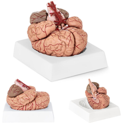 Modello Anatomico Cervello Con Arterie In Scala 1:1 9 Pezzi Plastica Sintetica - PHYSA en oferta
