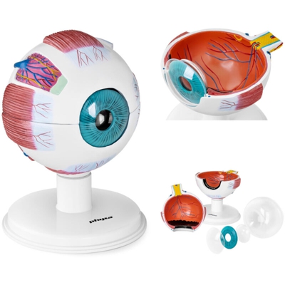 Modello Anatomico Dell'Occhio Umano In Scala 6:1 Ingrandito Plastica Con Base - PHYSA