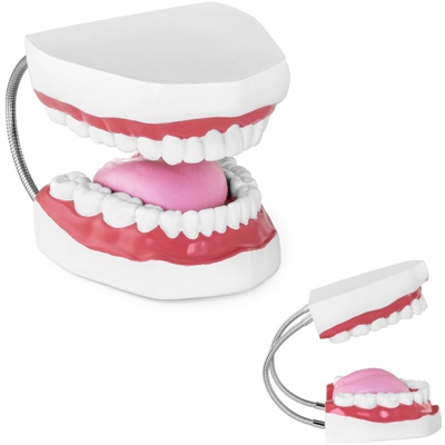 Modello Anatomico Denti Dentatura 3D Per Studi Dentistici Odontoiatria Plastica - PHYSA