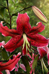 10 X Lilium Miss Feya - Giglio Miss Feya - Ø 18/20 (10) características