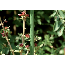 Palo Verde 60Cm 8Mm Acciaio (A 25) - Circumpro características