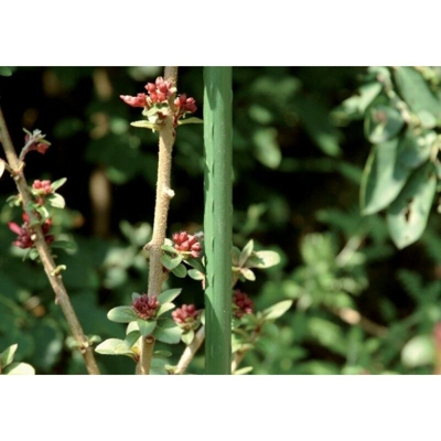 Palo Verde 60Cm 8Mm Acciaio (A 25) - Circumpro