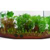 Set di piante Zooplants per acquari con Guppy e/o Platy - 15 piante en oferta