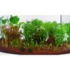 Set di piante Zooplants per acquari con Guppy e/o Platy - 15 piante