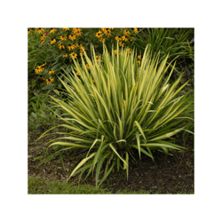 1 Pianta Di Yucca Filamentosa Color Guard Vaso 20Cm Pianta Da Appartamento características