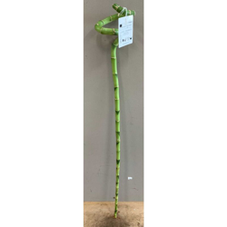 Lucky Bamboo Spirale 90Cm (Bambù Della Fortuna) en oferta