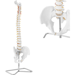Modello Anatomico Colonna Vertebrale Con Bacino Cervicale In Scala 1:1 In Pvc características