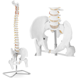Modello Anatomico Colonna Vertebrale Cervicale Con Bacino In Scala 1:1 In Pvc en oferta