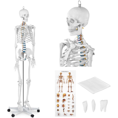 Modello Scheletro Umano a Grandezza Naturale Inox Scala 1:1 - Physa