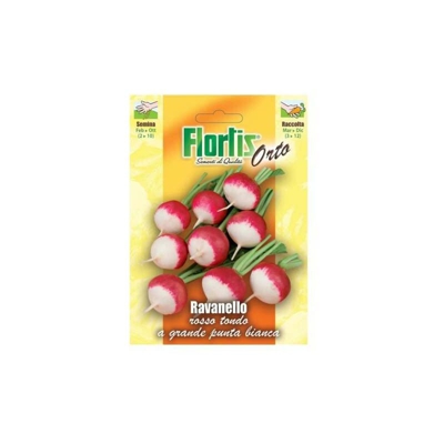 Orvital Spa-semi - Ravanello Tondo Rosso Piccante