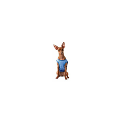 GF Pet 79g68522 ELASTOFIT Gilet refrigerante, XS, 130 g características