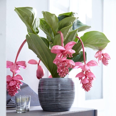 Medinilla Magnifica Vaso 17Cm Da Interno Rosa Scuro