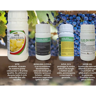 Kit Magnifico vigneto