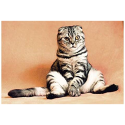 5519cc - Chrome Wall Bracket Complet With White Rectangular Shade en oferta