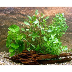 Primo Set di piante per acquario Zooplants - 4 piante precio