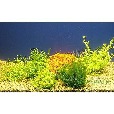 Set di piante acquatiche Zooplants per parte anteriore - 5 piante in vaso