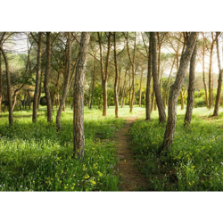 Foto Murale Blutenzauberwald 450x280 cm - Multicolore - Komar precio