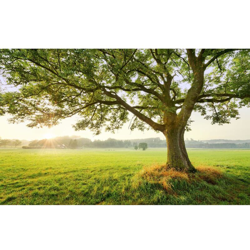 Komar Foto Murale The Magic Tree 450x280 cm - Multicolore precio
