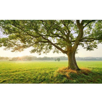 Komar Foto Murale The Magic Tree 450x280 cm - Multicolore