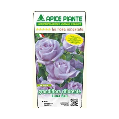Apice Piante - Rosa cespuglio Luna Blu - Viola Chiaro - v.15 x 15 cm
