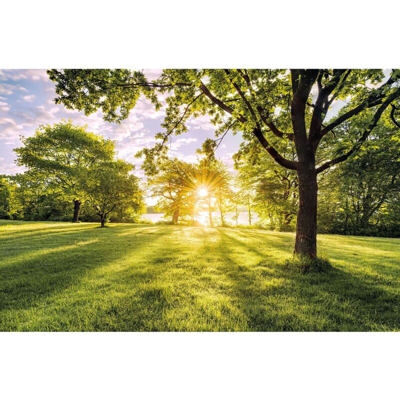Komar Foto Murale Golden Moment 400x250 cm - Multicolore