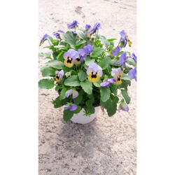 N. 2 Piante Di Violetta O Viola Cornuta Vaso 14 Cm Colori Assortiti características