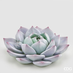 Peragashop - ECHEVERIA IN RESINA D.40 VIOLA características