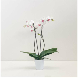 orchidea bianca cuore viola con caso in ceramica diametro 14cm en oferta