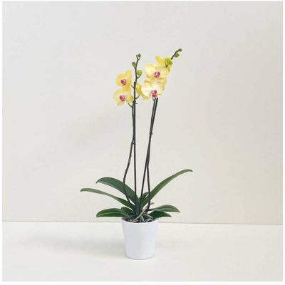 orchidea gialla cuore viola vaso tondo in ceramica diam. 14cm