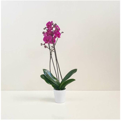 orchidea viola vaso tondo in ceramica diametro 14cm