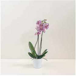 orchidea bianca viola tigrato vaso tondo n ceramica diam. 14cm en oferta