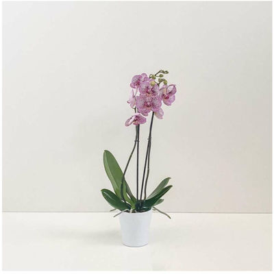 orchidea bianca viola tigrato vaso tondo n ceramica diam. 14cm