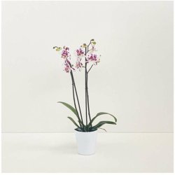 orchidea maculata bianca viola v/tondo in ceramica diam.14cm precio