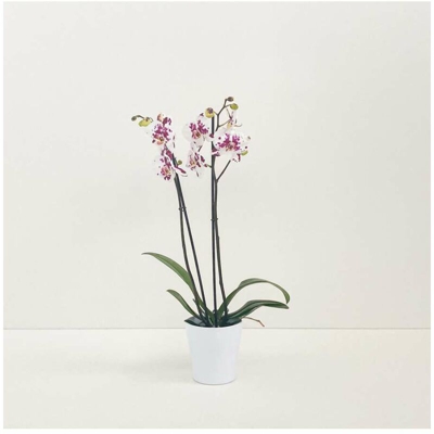 orchidea maculata bianca viola v/tondo in ceramica diam.14cm