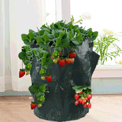 Perle Rareit - Borsa di piantagione di fragole Multi Bouches Pianta piantatura della piantatura della pianta della fragola Piantatura della borsa características