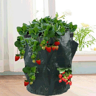 Perle Rareit - Borsa di piantagione di fragole Multi Bouches Pianta piantatura della piantatura della pianta della fragola Piantatura della borsa