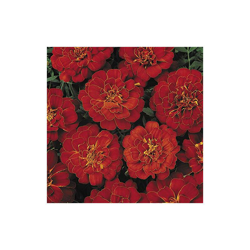 "Premier Seeds Direct MAR10F 0,5 g Tè del giorno ""Dwarf French Durango"" Seed Red (pacco da 60)" en oferta