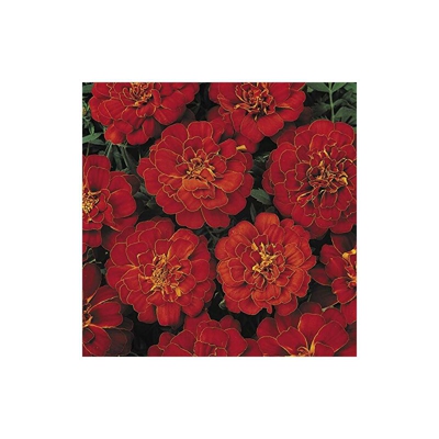 "Premier Seeds Direct MAR10F 0,5 g Tè del giorno ""Dwarf French Durango"" Seed Red (pacco da 60)"