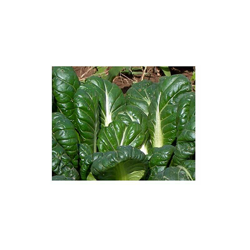 Premier Seeds Direct - Semi Premier Direct ORN07 1.5g di semi di senape Tatsoi (confezione da 600) precio